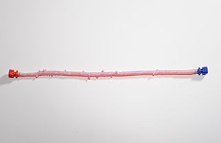 大腿動脈の血管バイオプロテーゼ - CryoArtery® - Cryolife - 同種移植