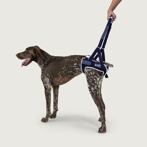 ウォーキング用ハーネス - Balto® Up - KVP EU Ltd - リハビリテーション / 獣医用 / 脚用