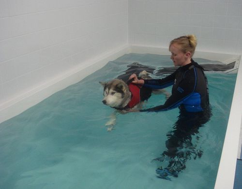 地上リハビリテーション用プール - Special 3 - Dogpools - 獣医用