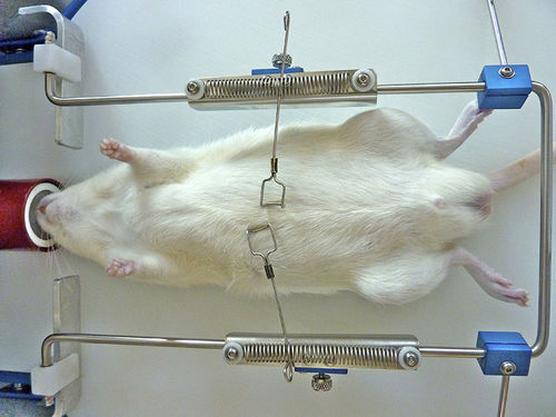 外科用レトラクタ - OWRF, WR-M, WR-R - Otawog Rodent Anaesthesia Systems - 動物研究用 / マウス用 / ネズミ用