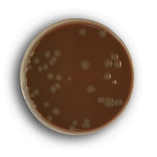 抗生物質試薬 - 02008 - RTA Laboratories - 試薬媒体 / 細菌分離 / 黄色ブドウ球菌