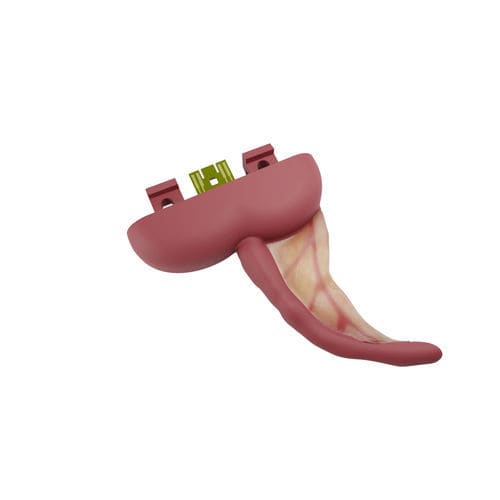 虫垂の解剖模型 - 00001211 - Inovus Medical - 腹腔鏡検査用 / 医療訓練用 / 解剖