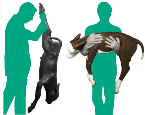 獣医用訓練用マネキン - Veterinary Simulator Industries - 難産 / ウシ / 赤