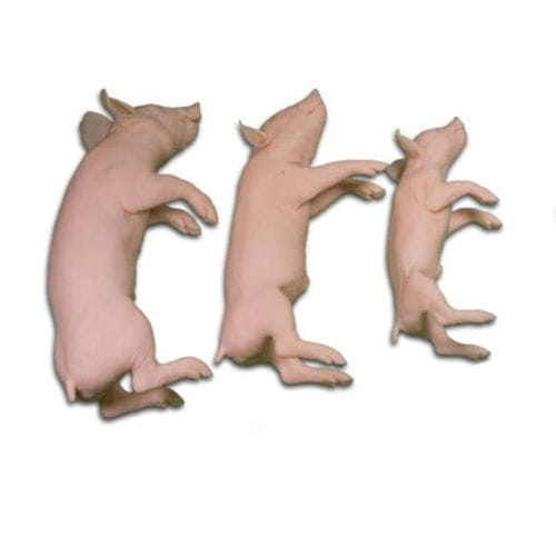 獣医用訓練用マネキン - Veterinary Simulator Industries - 豚 / マネキンセット / ピンク