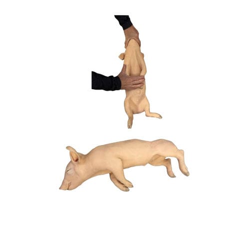 注射シミュレーター - Veterinary Simulator Industries - 採血用 / 医療訓練用 / 獣医用