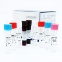 レプトスピラ症検査キット - GenoAmp® GRA2017 - Medical Innovation Ventures - レプトスピラ / 血液 / 尿用