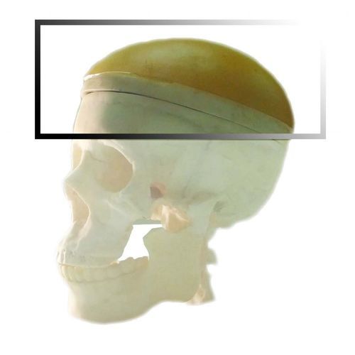超音波画像診断用試験用ファントム - Pure Imaging Phantoms - MRI用 / 顎の