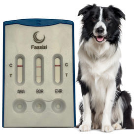 感染病用迅速検査キット - CANVECTO 3 - Fassisi, Gesellschaft für Veterinärdiagnostik und Umweltanalysen mbH - 犬 / 抗体 / 細菌
