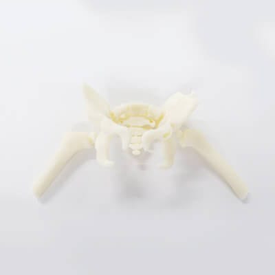 腰の解剖模型 - 3D Lifeprints UK Ltd - 大腿骨の / 医療訓練用 / 子供
