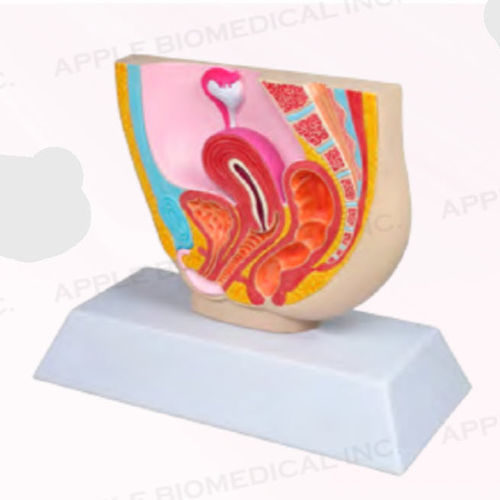 女性用解剖模型 - A421 - Apple Biomedical - 骨盤 / 婦人科用 / 実習用