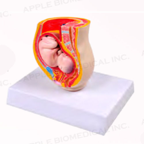 胎児解剖模型 - A579 - Apple Biomedical - 骨盤の / 直腸の / 膀胱の