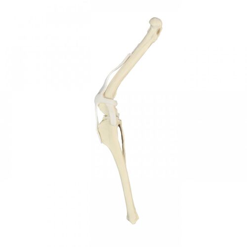 膝の解剖模型 - AV252 D - Nacional Ossos - 手術用 / 実習用 / 犬