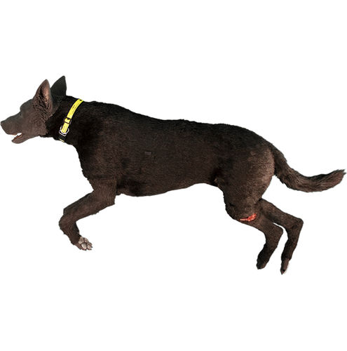 犬シミュレーター - TraumaFX Solutions, Inc. - 骨内注入用 / 包帯用 / 実習用