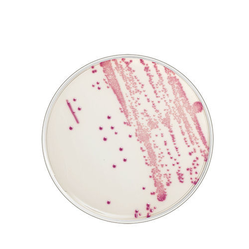 寒天ゲル試薬 - FLEXICULT® ID - SSI Diagnostica - 病理学 / 大腸菌 / 発色性