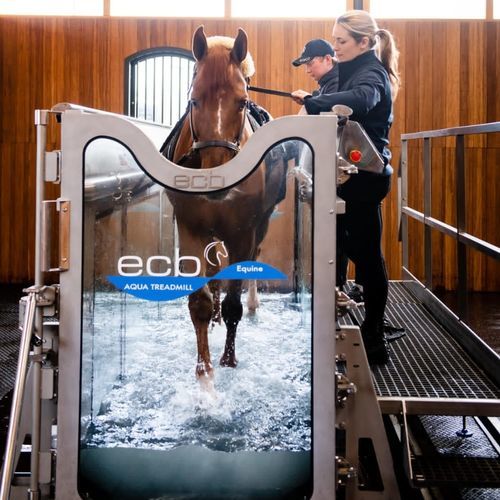 沈んだ動物トレッドミル - ECB Equine Spa - 馬用 / 速度調節可能 / 傾斜