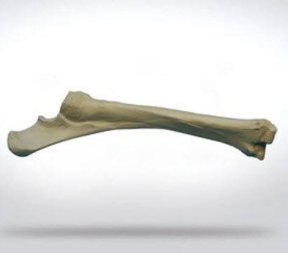橈骨の解剖模型 - 0110 - SYNBONE AG - 手術用 / 獣医用 / 実習用