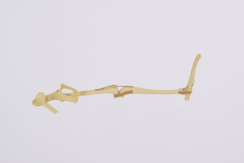 下肢用解剖模型 - 0906 - SYNBONE AG - 骨の / 骨盤の / 膝蓋骨の