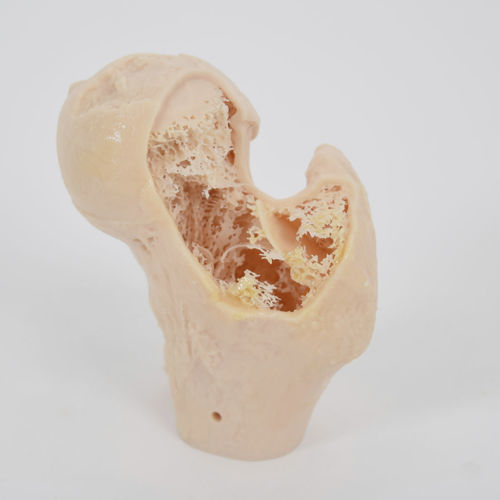 骨の解剖模型 - SYNBONE AG - 整形外科用 / 医療訓練用 / ポリウレタン製
