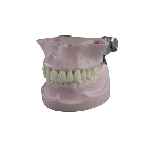 歯科用解剖模型 - JG-Y30 - FOSHAN JINGLE MEDICAL EQUIPMENT CO., LTD