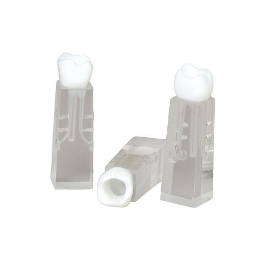 歯の解剖模型 - JG-YS2-SG - FOSHAN JINGLE MEDICAL EQUIPMENT CO., LTD - 根幹の / 実習用 / ECMO用