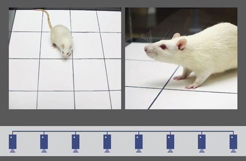レコーディングソフト - MediaRecorder - Noldus - 動物研究用 / 実験用