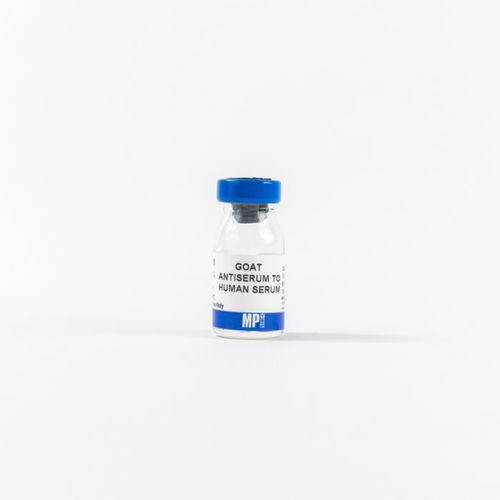 ポリクローナル抗体試薬 - 0855136 - MP Biomedicals - 抗血清 / 研究用 / 組織用
