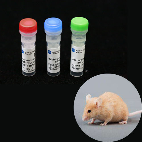 モノクローナル抗体試薬 - BAB1738 - MULTI SCIENCES(LIANKE) BIOTECH, CO.,LTD. - コラーゲン / 研究用 / 動物実験用