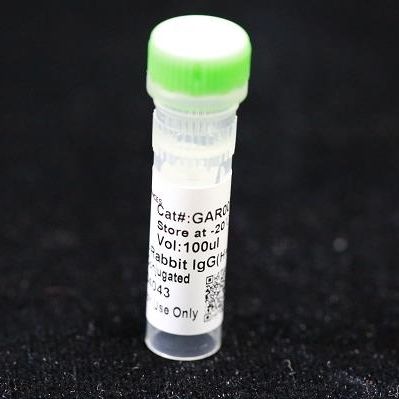 モノクローナル抗体試薬 - BAB1719 - MULTI SCIENCES(LIANKE) BIOTECH, CO.,LTD. - 防腐剤 / 研究用 / プロテイン