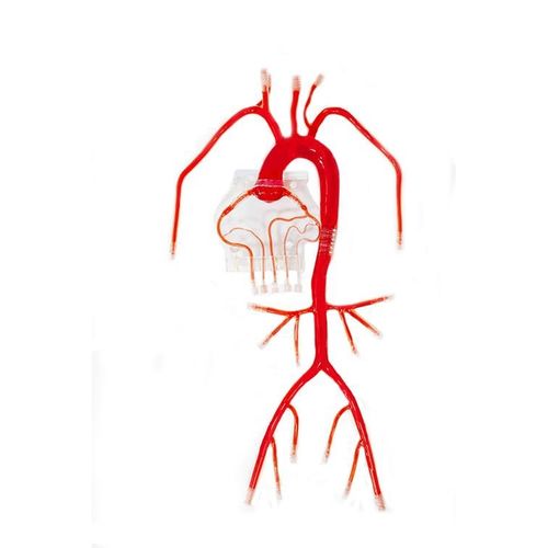 体の血管模型 - XX-007D - Trando 3D Medical Technology - 動脈の / 冠動脈の / 心臓カテーテル