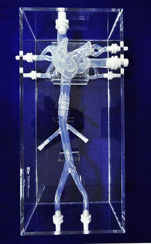 大静脈の解剖模型 - XXK-002J - Trando 3D Medical Technology - 医療訓練用 / 透明