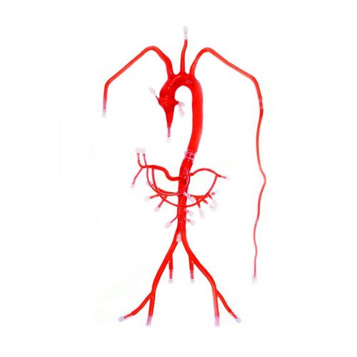 動脈の解剖模型 - FB002D - Trando 3D Medical Technology - 腹部 / 医療訓練用 / 透明