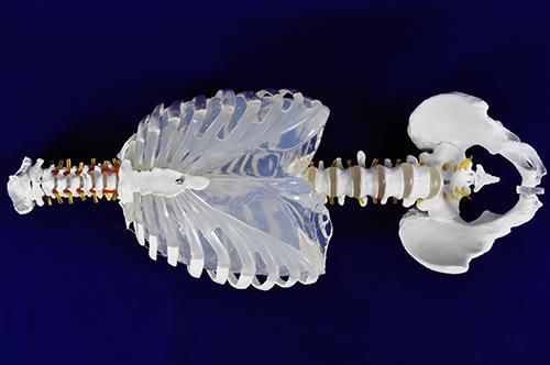 肺の解剖模型 - Trando 3D Medical Technology - 手術用 / 医療訓練用 / 制御装置付き
