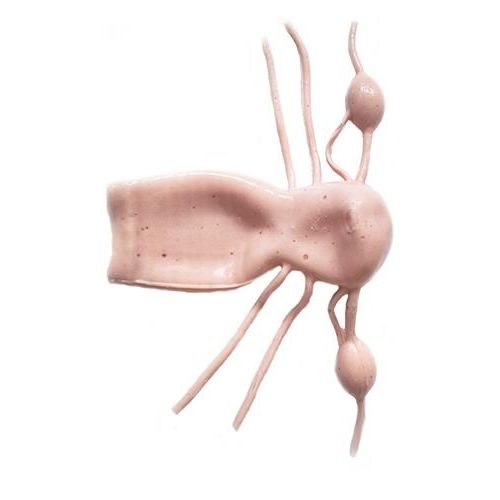 頸椎解剖模型 - HSX009 - Trando 3D Medical Technology - 腹部 / 体の / 子宮の