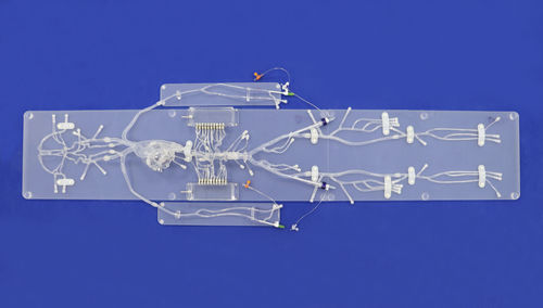 神経内科解剖模型 - FA001D - Trando 3D Medical Technology - 尺骨動脈の / 腋窩動脈の / 心臓の