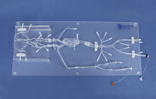 頭蓋内解剖模型 - SJ001D-06 - Trando 3D Medical Technology - 動脈の / 大腿動脈の / 医療訓練用