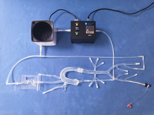 頭蓋内血管模型 - XXS011 - Trando 3D Medical Technology - 血管の / 動脈の / 大腿動脈の