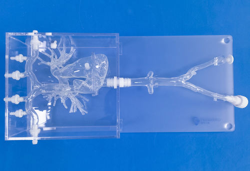 心臓の解剖模型 - PA001 - Trando 3D Medical Technology - 動脈の / 静脈の / 大静脈の
