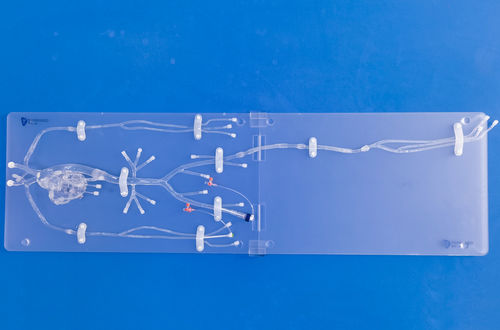 冠動脈の解剖模型 - FA005D - Trando 3D Medical Technology - 医療訓練用 / 透明 / フレキシブル