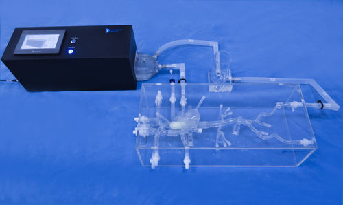 心臓の解剖模型 - XXS001 - Trando 3D Medical Technology - 大静脈の / 静脈の / 体の
