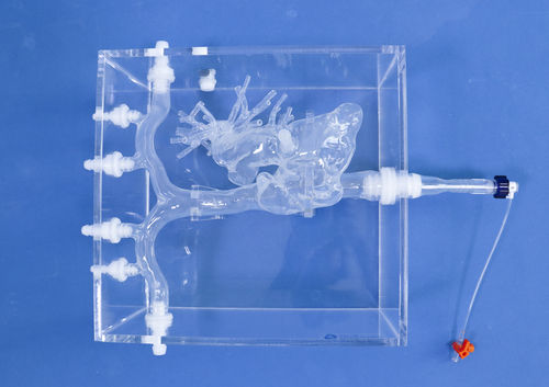 心臓の解剖模型 - PA001-04 - Trando 3D Medical Technology - 動脈の / 大静脈の / 低侵襲手術