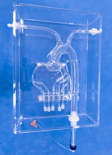 冠動脈の解剖模型 - XXK001D - Trando 3D Medical Technology - 動脈の / デモ用 / 透明