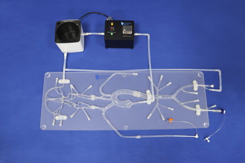 神経内科血管模型 - SJ001D-B - Trando 3D Medical Technology - 脳 / 神経の / 頭蓋内