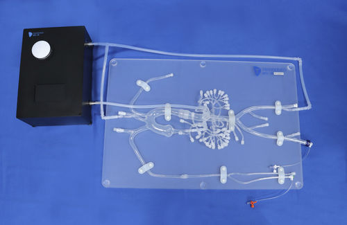 腹部解剖模型 - FBD004 - Trando 3D Medical Technology - 低侵襲手術 / 医療訓練用 / 透明