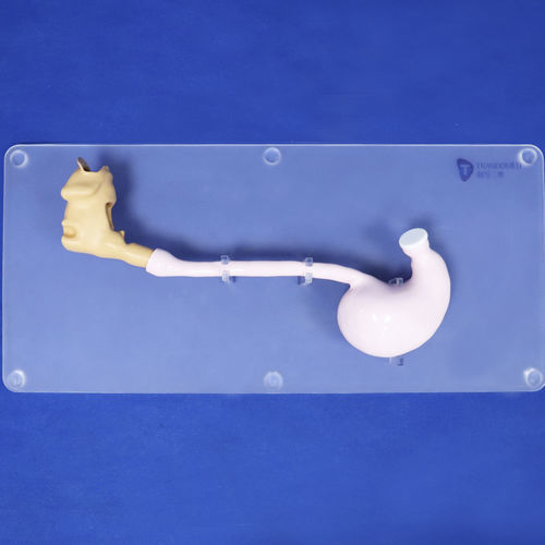 頭の解剖模型 - XHG-11-9 - Trando 3D Medical Technology - 胃の / 食道の / 十二指腸の