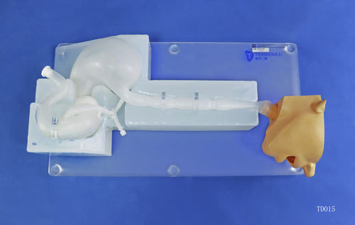 頭の解剖模型 - XHG-11-8 - Trando 3D Medical Technology - 胃の / 食道の / 十二指腸の