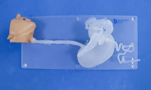頭の解剖模型 - XHG-11-2 - Trando 3D Medical Technology - 胃の / 食道の / 十二指腸の