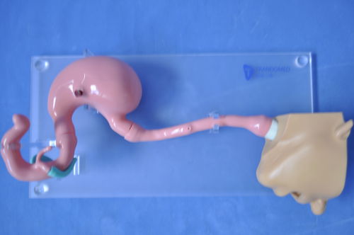 頭の解剖模型 - XHG-11-1 - Trando 3D Medical Technology - 胃の / 食道の / 十二指腸の