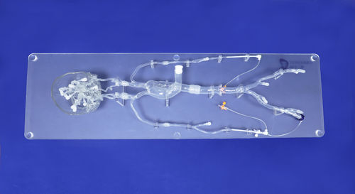 神経内科解剖模型 - SJ001D-06 - Trando 3D Medical Technology - 動脈の / 神経系の / 全身用