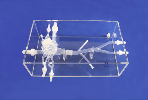 心臓の血管模型 - XX002J - Trando 3D Medical Technology - 血管の / 動脈の / 大静脈の