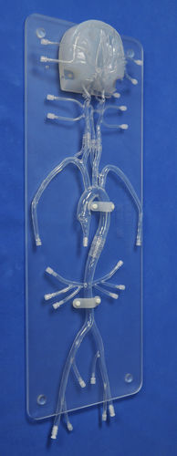 頭蓋内解剖模型 - SJ005D - Trando 3D Medical Technology - 動脈の / 大腿動脈の / 頸動脈の